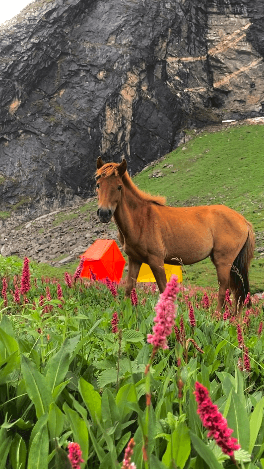 pretty horse around one of the camps on my hampta pass trek